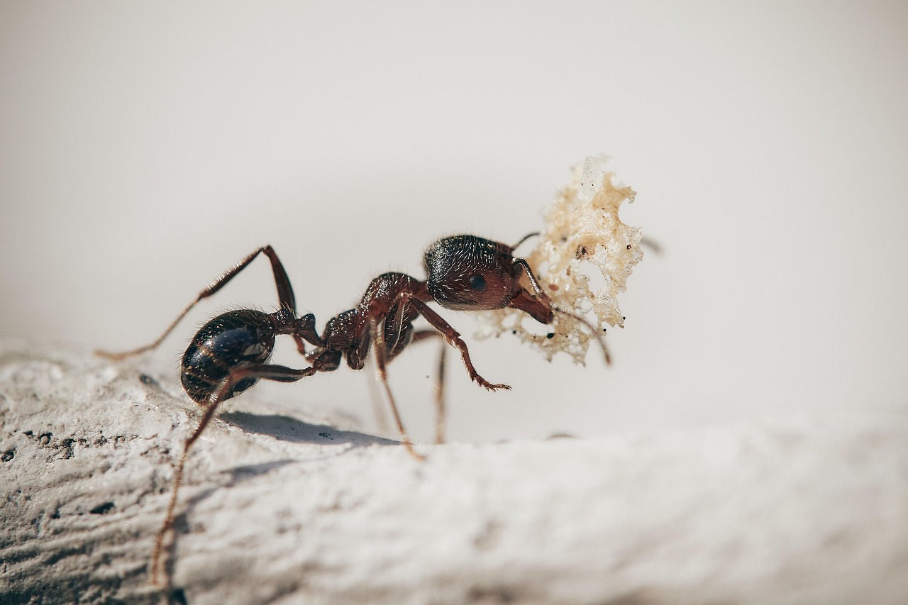 Ants up close