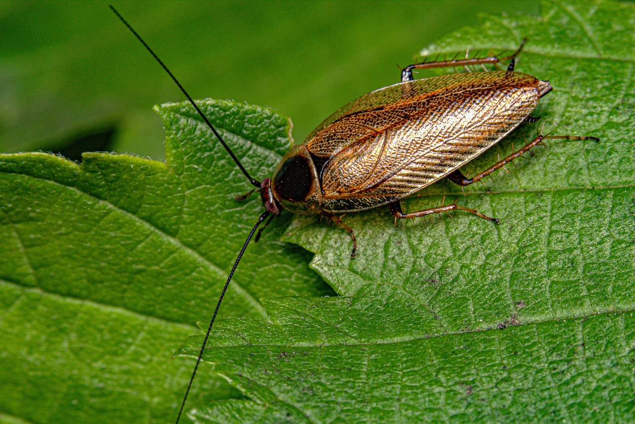 A cockroach close up
