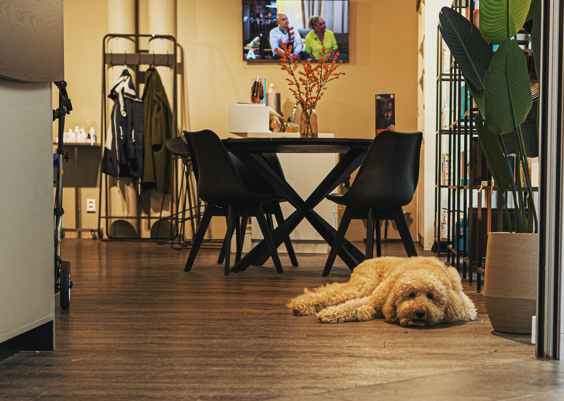 A dog relaxing on a clean living room floor
